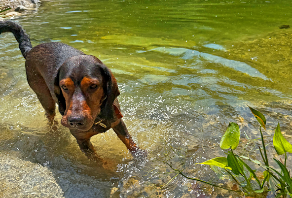 Schwimmteich