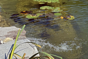 ThomasSchweiger_Schwimmteiche_Galerie_07